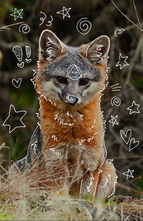 Fox Therian, Grey Fox, Please Do, Made By Me, Fox, Feel Free, Grey