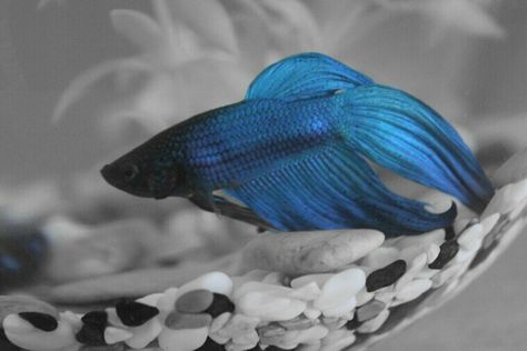 #betta #fish #blue #balık #mavi #splash Blue Betta Fish, Betta Fish Blue, Beta Fish, Betta Fish, Fish Pet, Fish, Blue, Quick Saves, Instagram