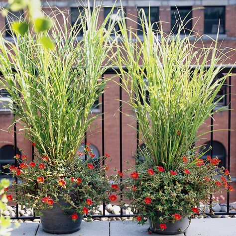 Zebra Grass  We love zebragrass because of its bold color: Each leaf blade features a series of bright yellow bands. The plant really stands out in the landscape! Zebragrass also has a nice upright habit that looks great in the perennial border.    Name: Miscanthus sinensis 'Strictus'    Growing Conditions: Full sun and moist, well-drained soil    Size: To 5 feet tall Blue Oat Grass, Cortaderia Selloana, Ornamental Grass, Fountain Grass, Grasses Garden, Pampas Gras, Have Inspiration, Ornamental Grasses, Container Plants