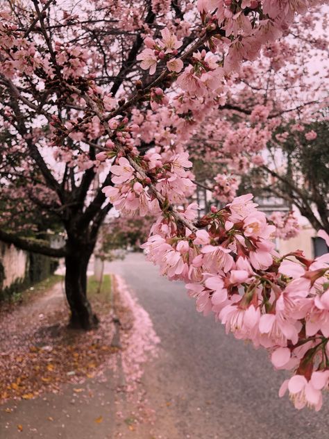 #Flor de cerejeira. #Árvore japonesa. #Flor rosa. #Inverno Aesthetic Colors, White Roses, Picture Photo, Japanese Art, Cherry Blossom, Art Inspo, Beautiful Pictures, Hobbies, Blossom