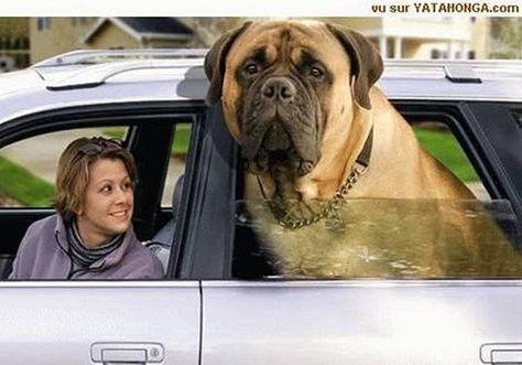 South African Boerboel.  BelAfrique - Your Personal Travel Planner - www.belafrique.com American Mastiff, Old English Mastiffs, Mastiff Dog Breeds, Pet Anime, Mastiff Breeds, Giant Dog Breeds, Big Dog Breeds, Huge Dogs, Tibetan Mastiff