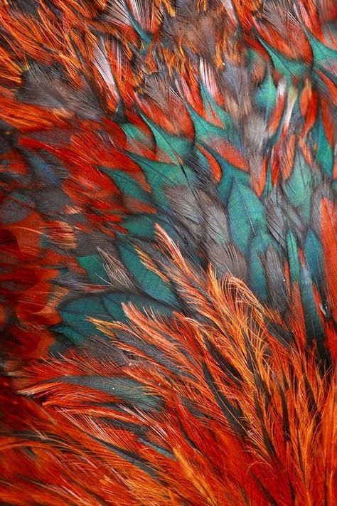 These colors go great together. #color #jewelry-making #colorinspiration Coral Bathroom Decor, Moth Wings, Draw Ideas, Texture Inspiration, Natural Form, Foto Art, Orange And Green, Complementary Colors, Patterns In Nature