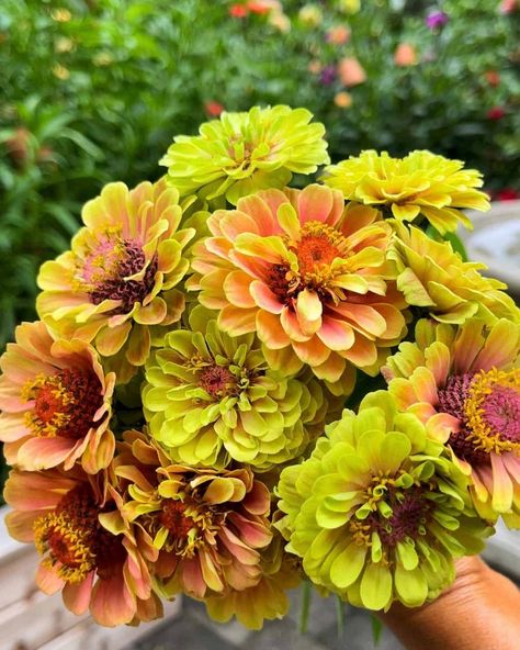 What I love most about growing zinnia flowers, is that they look amazing both in the garden and a bouquet. 🌸 Zinnias are one of my favorite flowers to grow and cut for arrangements. Here’s why.🌸 🌸They come in a variety of sizes and colors 🌸Have a long vase life 🌸Easy to grow 🌸They produce so many blooms all season long 🌸Pollinators enjoy them 🌸Simple to cut and arrange And they look so pretty with other flowers like celosia, hydrangeas, dahlias, sedum autumn joy, snapdragons, and many more... Long Vase, Zinnia Flowers, Dahlia, Hydrangea, Flowers, Color, Instagram