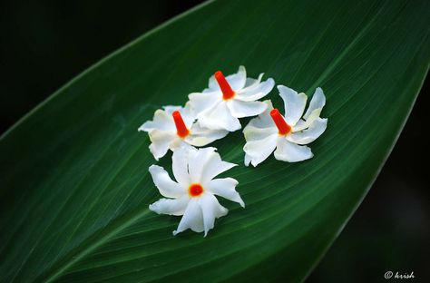 Pavizhamalli (Night Jasmine, Coral Jasmine, പവിഴമല്ലി ) | Flickr - Photo Sharing! Night Jasmine Flower, Night Jasmine, Ma Durga, Valley Of Flowers, I Am Creative, Watercolor Flowers Tutorial, Indian Flowers, Ray Of Light, Good Morning Beautiful Flowers