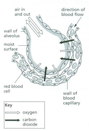 Great mini-test on diffusion for GE Gaseous Exchange Notes, Biology Notes, Cell Wall, Red Blood Cells, Carbon Dioxide, Blood Flow, Biology, Quick Saves