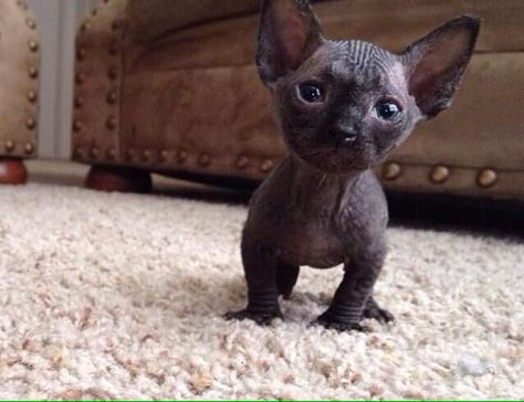 1000+ ideas about Munchkin Cat on Pinterest | Dwarf cat, Munchkin ... Bald Cat, Kittens For Sale Near Me, Hairless Cat Sphynx, Hairless Kitten, Bambino Cat, Cute Hairless Cat, Sphinx Cats, Hairless Cats, Sphynx Cats