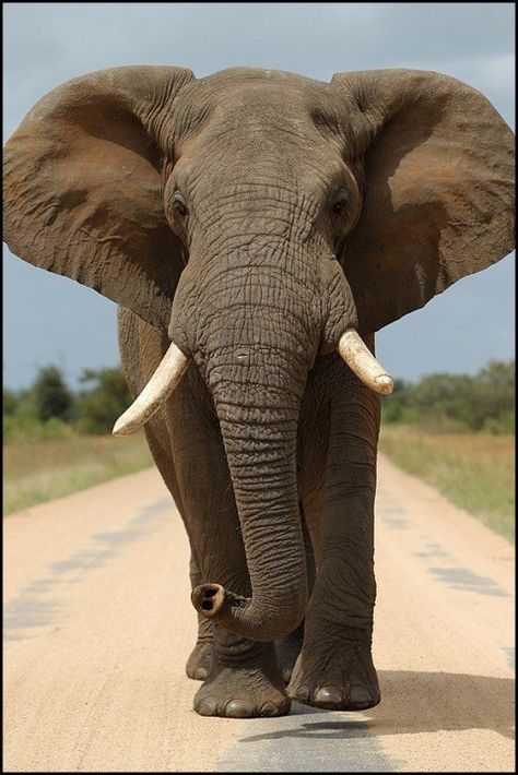 Phant African Forest Elephant, Elephant Photography, Elephant Images, Elephant Pictures, Elephants Photos, Elephant Sanctuary, Elephant Drawing, Save The Elephants, Elephant Painting