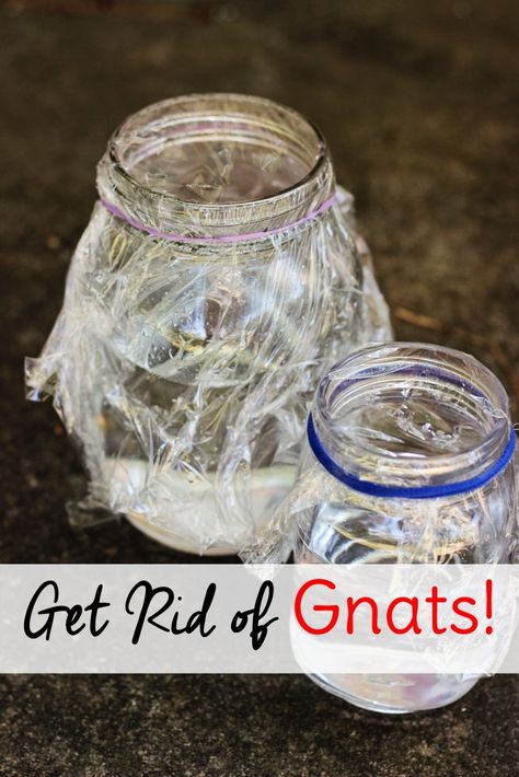 How do you get rid of gnats? If these pests have invaded your home, learn how to get rid of gnats in the house with this simple, natural method using items you probably already have on hand Recipe To Get Rid Of Gnats, How To Get Rid Of Nats In The Yard, How To Get Rid Of Nats, Gnats Get Rid Of In Kitchen, Getting Rid Of Nats, Homemade Gnat Trap, Gnat Trap, How To Get Rid Of Gnats, Gnat Traps