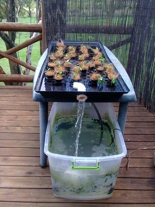 Aquaponics Greenhouse, Aquaponics Diy, Hydroponics Diy, Aquaponic Gardening, Aquaponics System, Hydroponics System, Organic Produce, Growing Fruit, Hydroponic Gardening