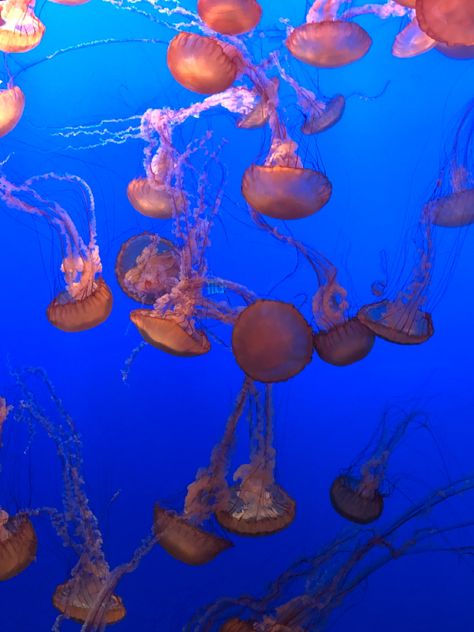 aesthetic jellyfish- Monterey Bay Aquarium, CA Jellyfish Aquarium, Ocean Aquarium, Vision Board Pictures, Monterey Bay Aquarium, Jelly Fish, Monterey Bay, California Photography, Room Posters, Sea Animals