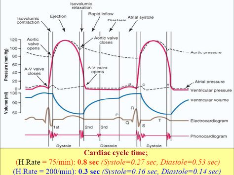 Cardiac Cycle This is so informative!  Wiggers Diagram Heart Pressure, Cardiac Sonography, Med School Study, Cardiac Cycle, Cardiac Rhythms, Biomedical Science, Heart Muscle, Medical School Studying, Heart Words