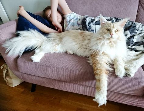 The Maine Coon cat looks like a mythical creature from a fairytale. As one of the largest domesticated breeds, even just lounging on a couch looks majestic. The Laperm, Korat, Exotic Shorthair, Norwegian Forest Cat, Rare Animals, Manx, Domestic Cat, Cat Owners, Maine Coon