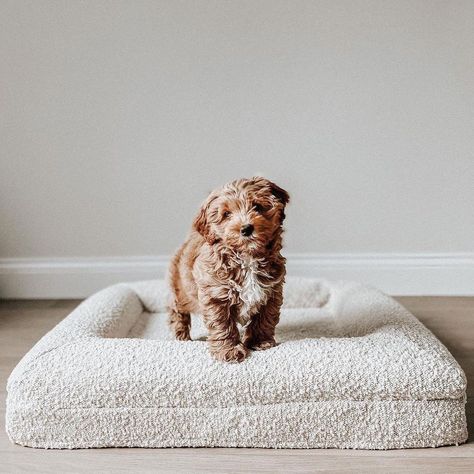 YOUR DOG'S BEST BED 🐶’s Instagram profile post: “Cute at every angle. @rupert__thedoodle in the small Barney Bed + Boucle cover.” Dog Room Decor, Cute Dog Beds, Cute Dog Toys, Dog Spa, Best Bed, Puppy Beds, Dog Beds For Small Dogs, Dog Branding, Puppies And Kitties