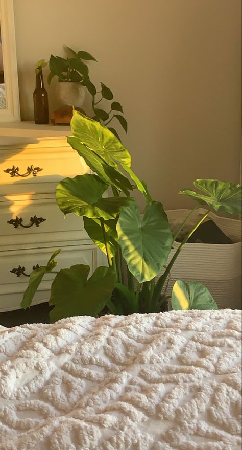 aesthetic elephant ear, golden hour Elephant Leaf Plant, Elephant Ear Tattoo, Elephants Ear Plant, Elephant Ears Plants, Colocasia Plant, Elephant Ear Plant Care, Shade Loving Plants, Elephant Plant, Garden Escape