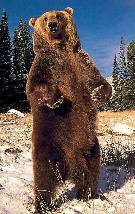 Standing Grizzly Bear! Bear Standing, Baby Panda Bears, Bear Pictures, We Bear, Grizzly Bear, Big Bear, Wildlife Animals, Animal Planet, Black Bear