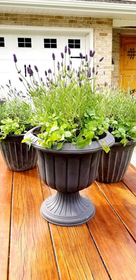 Learn how to make a gorgeous mosquito repellent patio planter with 2 common plants from your local nursery! How to Make a Mosquito Repellent Patio PlanterFor those of you who have been following along with our French Country Cottage fixer-upper on my Instagram stories, then you have seen that we are finally in the process of working on the outdoor living area in the back including the addition of a paver patio on the side of our deck and garden boxes with a fire pit in the back. Fi Mosquito Plants, Beautiful Outdoor Living Spaces, Gravel Patio, Mosquito Repelling Plants, Outdoor Patio Ideas, Mint Plants, Patio Planters, Front Patio, Lavender Plant