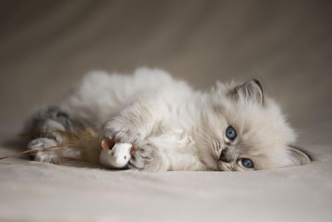 ragdoll-mignon-petit Himalayan Cat, Kitten Rescue, Kitten Care, Ragdoll Kitten, Cat Behavior, Fluffy Cat, Ragdoll Cat, Cute Cats And Kittens, Cute Animal Pictures