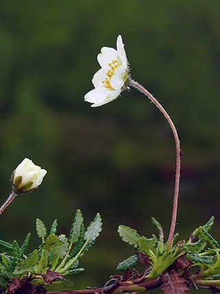 Avens Flower, Mountain Avens, Scottish Flowers, Plants Uk, Plant Tattoo, Bird Tree, Nature Journal, Native Plants, Flower Garden