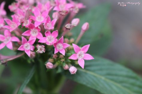 Crowea Pink Small Flowers Small Flowers, Flowers Photography, Flowers, Photography, Pink