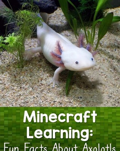 Axolotl Life Cycle, Stem Experiments, Animal Life Cycles, Breathing Underwater, Fun Facts About Animals, Stem Crafts, Science Crafts, Science Lesson Plans, Plant Life Cycle