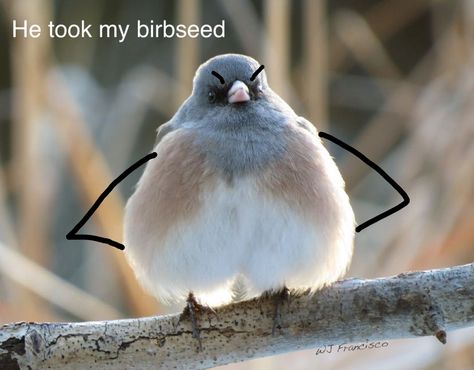 #funny #memes #bird Bird Pfp Funny, Bird Memes Funny, Bird Meme, Funny Parrots, Pet Bird, Birds Flying, Animal Memes, Bird Feeders, Funny Stuff