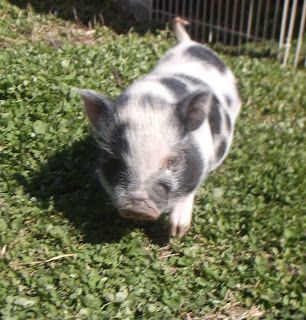 Juliana pig 6 weeks old. Mini Pig Care, Juliana Pigs, Farmyard Animals, Pet Pig, Cute Baby Pigs, Pig Care, Baby Piglets, Baby Pig, Pot Belly Pigs