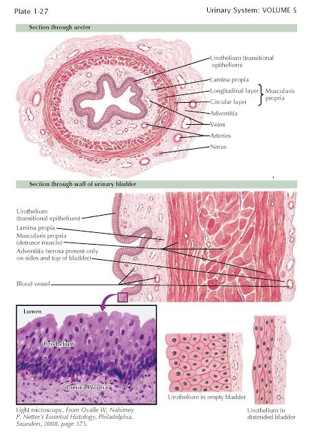 Renal Pelvis, Ureter,  And Bladder   Renal Pelvis   The entire urine collecting system is lined by a sheet of transitional epithelium kno... Urinary Bladder Histology, Transitional Epithelium, Tissue Biology, Histology Slides, General Medicine, Medical Assistant Student, Urinary System, Plasma Membrane, Vet Medicine