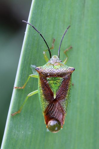 Hawthorn Shieldbug (Acanthosoma haemorrhoidale) Hawthorn Shieldbug, Beetle Bug, Arthropods, Beetles, My Garden, The 3, Bugs, Insects, Shower