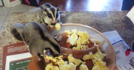 When it comes to raising sugar gliders, one of the most important things to educate yourself about is diet. The number one reason suga... Sugar Glider Habitat, Sugar Glider Diet, Sugar Glider Care, Sugar Glider Food, Sugar Glider Pet, Sugar Glider Toys, Sugar Bears, Educate Yourself, Sugar Gliders