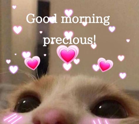 Cat Memes Love, Morning Texts For Boyfriend, Good Morning Texts For Boyfriend, Texts For Boyfriend, Good Night Meme, Good Morning Cat, Membentuk Alis, Wholesome Pictures, Memes For Him