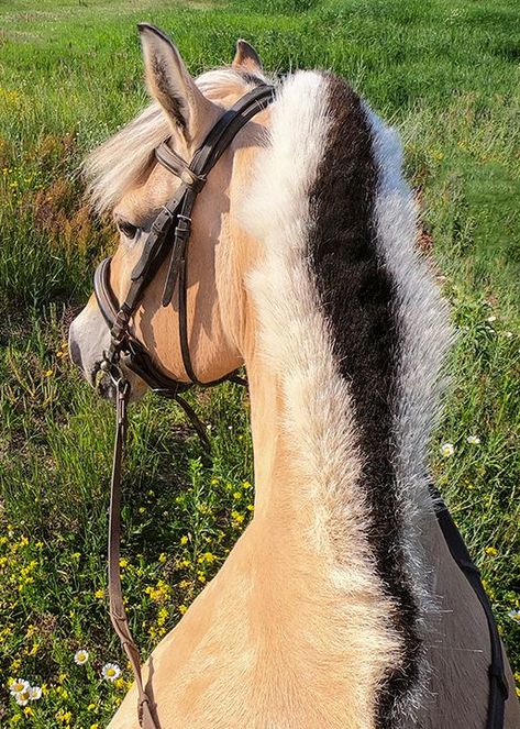 Beautiful Horse, Horse Breeds, Join Me, Horses