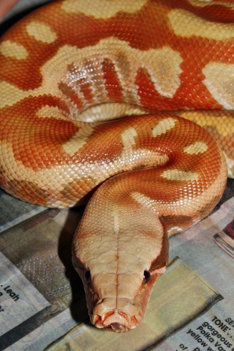 Blood Python, Ball Pythons, Snake Charmer, Ball Python, Reptiles And Amphibians, Amphibians, Snakes, Python, Reptiles