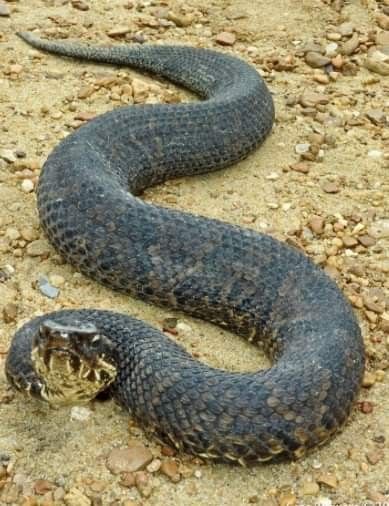 Cotton mouth/water moccasin Snake- venomous and highly aggressive pit viper native to Eastern NC west to the Raleigh/Durham area, distinguishable by their white inside mouths. Cotton Mouth Snake, Water Moccasin Snake, Water Facts, Cotton Mouth, Hog Hunting, Coastal Plain, Pit Viper, Snake Venom, Black Water