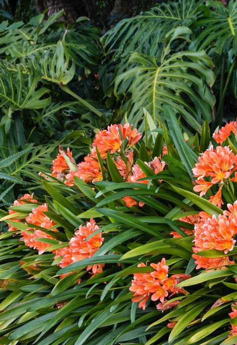 Clivias are a hardy, shade-loving plant that can survive almost anywhere. The popularity of clivias coincides with more gardeners seeking out evergreen plants to cover the ground en masse with the added bonus of flowers. Here's how to keep your clivia plants happy for years to come. Agapanthus Garden, Lilly Plants, Agapanthus Plant, Clivia Miniata, Lily Of The Nile, Evergreen Flowers, Coconut Bowls, Homes To Love, Florida Gardening