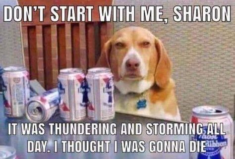 Seriously Sharon Karen Memes, Beer Memes, Funny Dog Photos, Funny Dog Memes, Funny Animal Memes, Dog Memes, Funny Animal Pictures, Animal Memes, Cute Funny Animals