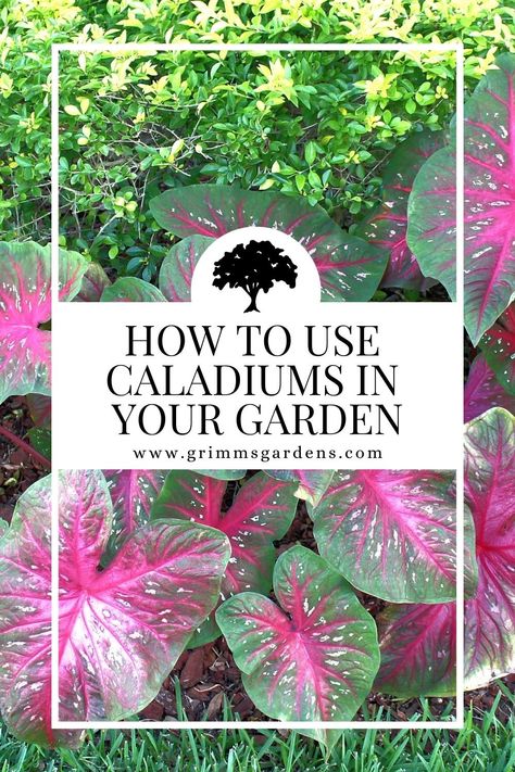 How to use caladiums in your garden. Website listed is www.grimmsgardens.com. Background photo shows eye-popping caladiums that are have a deep green on their heart-leafed edges and a pop of pink with white variegations in the center. Caladium Landscaping Ideas, Caladium Garden Landscapes, Caladiums In Pots Front Porches, Caladium Planter Ideas, Caladiums Landscaping, Caladium Container Ideas, Caladiums In Pots, Hostas Garden Ideas, Hosta Gardens Layout