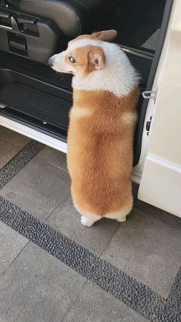 Corgi Videos, Corgi Gif, Corgi Butts, Her Office, Help Me, I Want, On Instagram, Instagram