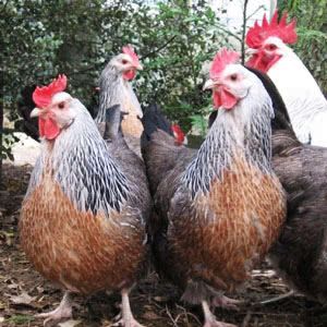 chicken. BROWN LAYERS: AUSTRALORP – BARNVELDER – BIELEFELDER – BLACK/RED STAR – BRAHMA – BUCKEYE – CHANTECLER – DELAWARE – JAVA – JERSEY GIANT – MARAN – NAKED NECK – ORPINGTON – PLYMOUTH ROCK – RHODE ISLAND RED – SPECKLEDY AKA SPECKLED RANGER – SUSSEX – WELSUMMER – WYANDOTTE Australorp Around the same time that Orpingtons were being developed as a breed, Australorps were as well. Australians liked the black Orpingtons that were being brought over from England, and valued them for their egg ... Cochin Bantam, Bantam Breeds, Chicken Photos, Chicken Videos, Bantam Chicken, Best Laying Chickens, Laying Chickens Breeds, Best Egg Laying Chickens, Laying Chickens