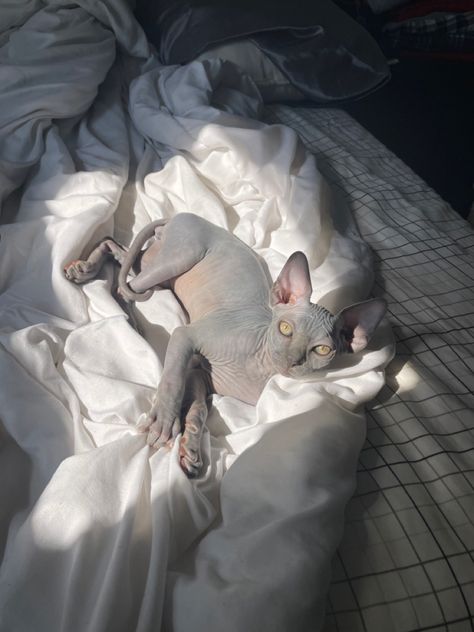 Sphynx Cat With Hair, Gray Sphynx Cat, Grey Hairless Cat, Grey Sphynx Cat, Hairless Cats In Sweaters, Hairless Cat Aesthetic, Sphynx Aesthetic, Sphynx Cat Aesthetic, Black Sphynx Cat