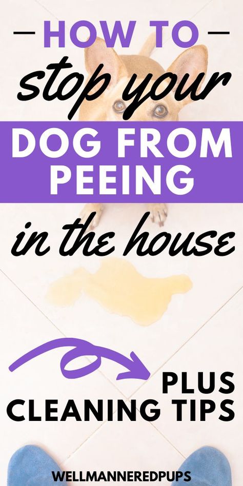 Cleaning Dog Pee, Dog Urine Odor Remover, Pet Urine Remover, Dog Pee Smell, Pee Smell, Dog Remedies, Dog Urine, Porch Colors, Colors Painting