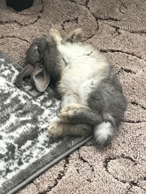 Laveaux having a full on flop in her sleep... shes so adorable! #rabbit #rabbits #rodent #pet Rabbit Laying Down, Bunny Laying Down, Manga Layout, Rabbit Sleeping, Rabbit Pose, Animals Sleeping, Succulent Landscaping, Ap Art, So Adorable