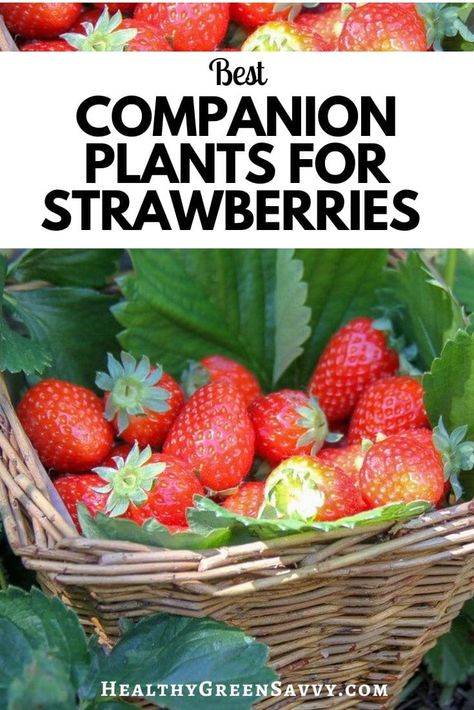 Get even more delicious strawberries by growing these strawberry companion plants, which can deter pests and improve yield. #gardening #berries #gardenhacks #permaculture #growfood Okra Companion Planting, Eggplant Companion Plants, Blueberry Companion Plants, Companion Planting Layout, Squash Companion Plants, Carrot Companion Plants, Onion Companion Planting, Lavender Companion Plants, Potato Companion Plants