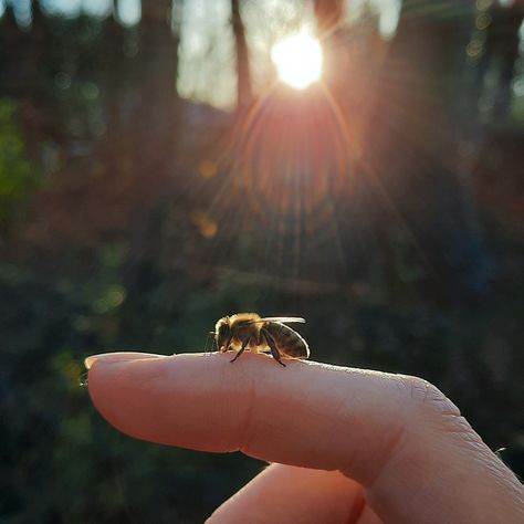 Bees love me. 🥰 Bee Moodboard, Honey Bee Aesthetic, Bees Aesthetic, Observation Hive, Bee Aesthetic, Growing Pains, Bumble Bees, Learning To Trust, Insect Art