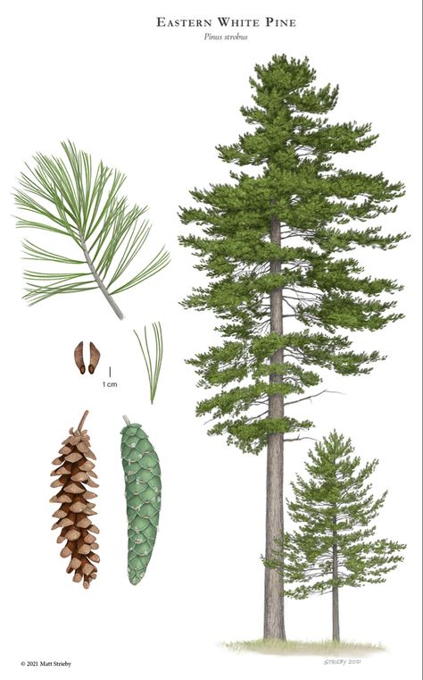 Pinus Strobus, Spike Protein, Immunity Support, Chinese Star, Eastern White Pine, White Pine, Pine Trees, Pine Tree, White