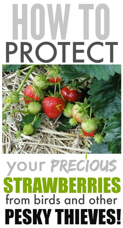 Protect Strawberry Plants, Strawberries Growing, Plant Strawberries, Everbearing Strawberries, Strawberry Varieties, Fruit Growing, Garden Fruit, Strawberry Planters, Strawberry Garden