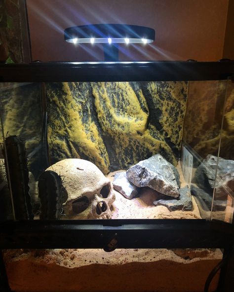 Pet Scorpion Tank, Scorpion Tank Setup, Asian Forest Scorpion Enclosure, Scorpion Enclosure, Fish Enclosure, Pet Scorpion, Pirate House, Tarantula Habitat, Dragon Terrarium