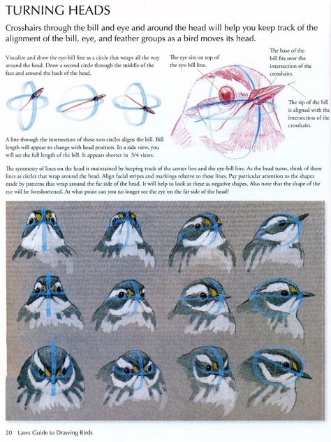 Bird Head Reference, Bird Study Drawing, Bird Art Reference, Bird Drawing Reference, Bird Head Drawing, How To Draw Birds, Bird Anatomy, Draw Birds, Bird Sketch