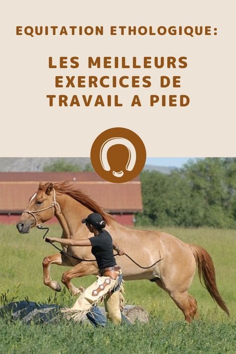 Equitation éthologique: les meilleurs exercices de travail à pied    Les 3 fondamentaux du travail à pied en éthologie sont la confiance, le respect et la connexion. Quels exercices appliquer pour améliorer ces fondamentaux?    Un article du blog www.smilingpets.fr Health Practices, Stables Design, Horse Tips, Le Respect, Equestrian Life, Horse Training, Horse Care, Dressage, Horse Riding