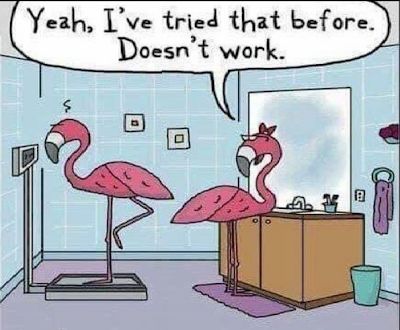 Diet Humor, Wish You Were Here, Clean Humor, A Thought, E Card, Funny Cartoons, Pink Flamingos, Bones Funny, Funny Comics