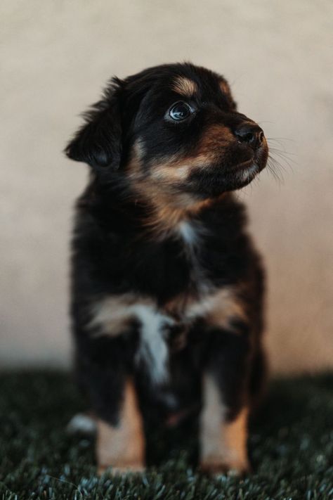 Mini American Shepherd, Australian Shepherd Black, Black Tri Australian Shepherd, Tri Australian Shepherd, American Shepherd, Australian Shepherd Puppy, Very Cute Dogs, Shepherd Puppy, Australian Shepherd